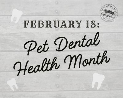 Dental Care Tips for Dogs and Cats